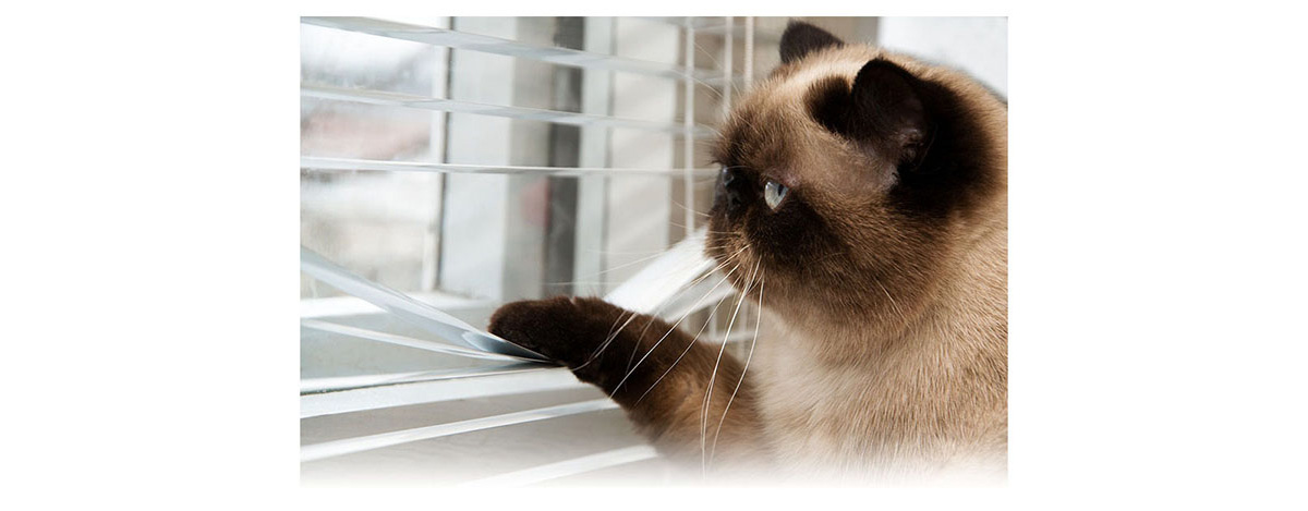 Failed Search Sorry that was a failed search