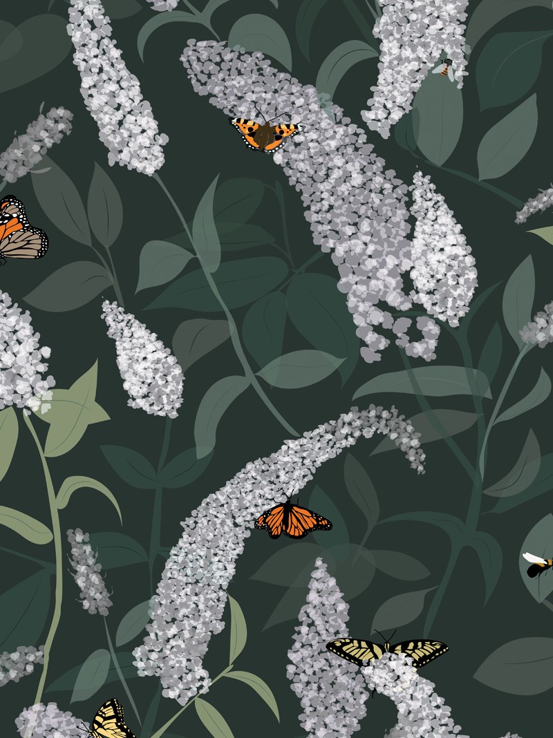 Buddleia Roller Blind by Lorna Syson